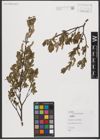 Foto von Salix L.